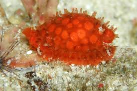 Attēlu rezultāti vaicājumam “Cribraria rufa macro”