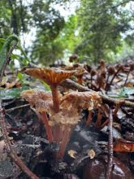 Attēlu rezultāti vaicājumam “Collybia acervata”