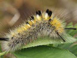 Attēlu rezultāti vaicājumam “Gynaephora selenitica”