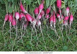 Attēlu rezultāti vaicājumam “Raphanus sativus”