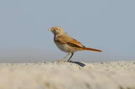 Image result for Sylvia nana