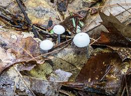 Attēlu rezultāti vaicājumam “Brefeldia maxima young”