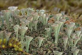 Attēlu rezultāti vaicājumam “Cladonia pyxidata”
