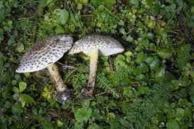 Attēlu rezultāti vaicājumam “Lepiota aspera”