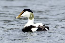 Attēlu rezultāti vaicājumam “Somateria mollissima male”