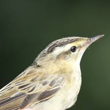 Attēlu rezultāti vaicājumam “Acrocephalus schoenobaenus”