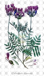 Attēlu rezultāti vaicājumam “Astragalus arenarius leaf”