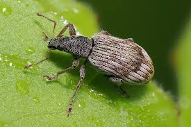 Attēlu rezultāti vaicājumam “Polydrusus tereticollis”