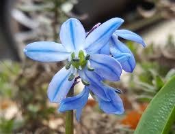 Attēlu rezultāti vaicājumam “Scilla siberica”