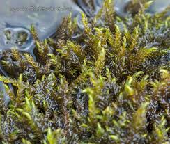 Attēlu rezultāti vaicājumam “Hygroamblystegium tenax”