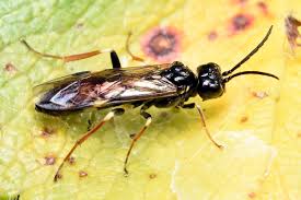 Attēlu rezultāti vaicājumam “Allantus cinctus”