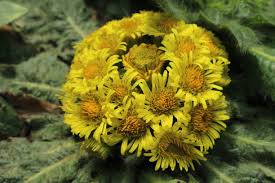 Attēlu rezultāti vaicājumam “Inula salicina leaf”