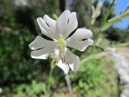 Attēlu rezultāti vaicājumam “Silene tatarica flower”