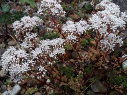 Attēlu rezultāti vaicājumam “Sedum album”