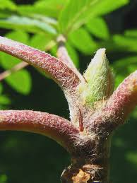 Attēlu rezultāti vaicājumam “Sorbus aucuparia bud”