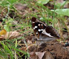 Attēlu rezultāti vaicājumam “Apatura iris”