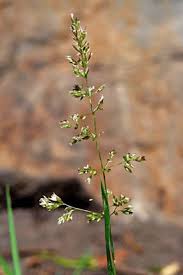 Attēlu rezultāti vaicājumam “Poa trivialis flower”