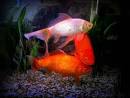 Fancy Goldfish