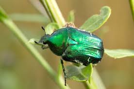 Attēlu rezultāti vaicājumam “Cetonia aurata”