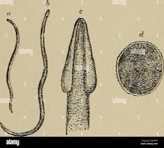 Attēlu rezultāti vaicājumam “Gulielmina vermicularis”