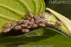Attēlu rezultāti vaicājumam “Membracidae”