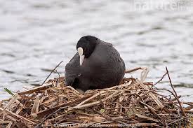 Attēlu rezultāti vaicājumam “Fulica atra adult”