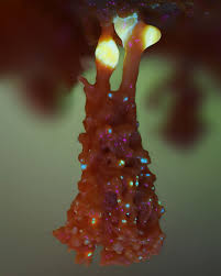 Attēlu rezultāti vaicājumam “Badhamia sp.”