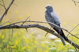 Attēlu rezultāti vaicājumam “Circus pygargus”