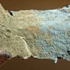 Attēlu rezultāti vaicājumam “Byssocorticium atrovirens”