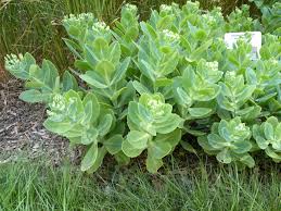 Attēlu rezultāti vaicājumam “Hylotelephium telephium”