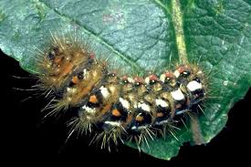 Attēlu rezultāti vaicājumam “Acronicta rumicis larva”