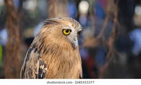 Attēlu rezultāti vaicājumam “Strigiformes”