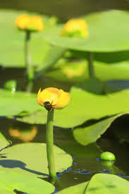 Attēlu rezultāti vaicājumam “Nuphar lutea flower”