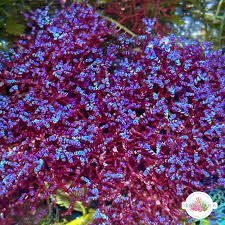 Attēlu rezultāti vaicājumam “Arcyria helvetica macro”