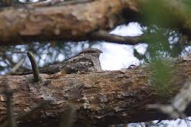 Attēlu rezultāti vaicājumam “Caprimulgus europaeus juvenile”
