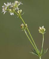 Attēlu rezultāti vaicājumam “Galium elongatum”