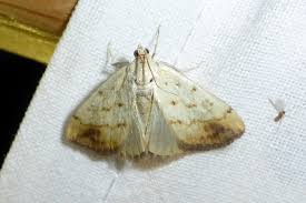 Attēlu rezultāti vaicājumam “Evergestis extimalis”