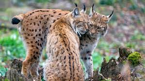 Attēlu rezultāti vaicājumam “Lynx lynx”