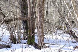 Attēlu rezultāti vaicājumam “Gloiodon strigosus”