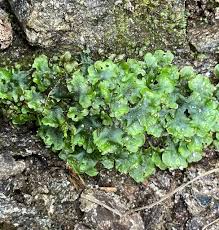Attēlu rezultāti vaicājumam “Pellia epiphylla sporophyte”