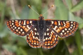 Image result for Papilionoidea