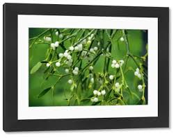 Attēlu rezultāti vaicājumam “Viscum album fruit”