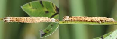 Attēlu rezultāti vaicājumam “Euclidia glyphica”