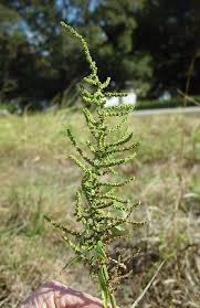 Attēlu rezultāti vaicājumam “Chenopodium acerifolium leaf”