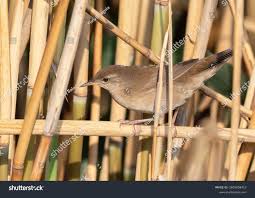 Image result for Locustella luscinioides