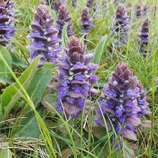 Attēlu rezultāti vaicājumam “Ajuga pyramidalis”
