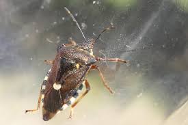 Attēlu rezultāti vaicājumam “Pinthaeus sanguinipes imago”