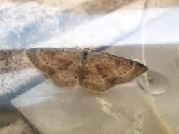 Attēlu rezultāti vaicājumam “Cyclophora albipunctata”