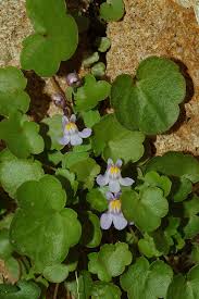 Attēlu rezultāti vaicājumam “Cymbalaria muralis leaf”