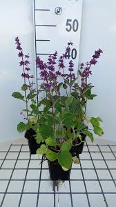 Attēlu rezultāti vaicājumam “Salvia verticillata”